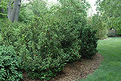 Handsworthy Boxwood (Buxus sempervirens 'Handsworthiensis') at Stonegate Gardens