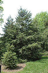 Canadian Hemlock (Tsuga canadensis) at Stonegate Gardens