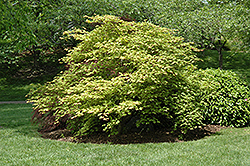 Tsuma Gaki Japanese Maple (Acer palmatum 'Tsuma Gaki') at Stonegate Gardens