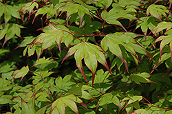 Tsuma Gaki Japanese Maple (Acer palmatum 'Tsuma Gaki') at Stonegate Gardens