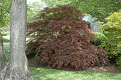 Garnet Cutleaf Japanese Maple (Acer palmatum 'Garnet') at Stonegate Gardens