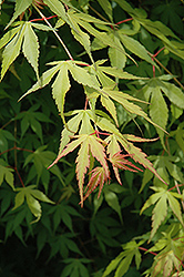 Katsura Japanese Maple (Acer palmatum 'Katsura') at Stonegate Gardens