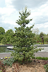 Venus Japanese White Pine (Pinus parviflora 'Venus') at Stonegate Gardens