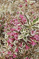 My Monet Weigela (Weigela florida 'Verweig') at Lakeshore Garden Centres
