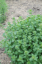 Oregano (Origanum vulgare) at Lakeshore Garden Centres