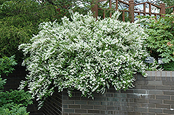 Slender Deutzia (Deutzia gracilis) at Stonegate Gardens