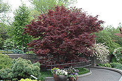 Bloodgood Japanese Maple (Acer palmatum 'Bloodgood') at Stonegate Gardens