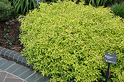 Limemound Spirea (Spiraea japonica 'Limemound') at Stonegate Gardens