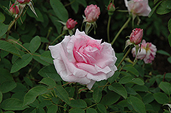 The Mayflower Rose (Rosa 'The Mayflower') at Stonegate Gardens