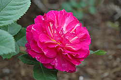 Outta The Blue Rose (Rosa 'Outta The Blue') at Lakeshore Garden Centres
