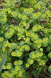 Efanthia Wood Spurge (Euphorbia amygdaloides 'Efanthia') at Stonegate Gardens