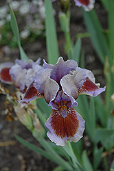 Island Iris (Iris 'Island') at Lakeshore Garden Centres