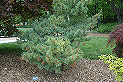 Bergman Japanese White Pine (Pinus parviflora 'Bergmani') at Stonegate Gardens
