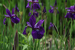 Caesar's Brother Siberian Iris (Iris sibirica 'Caesar's Brother') at Lakeshore Garden Centres