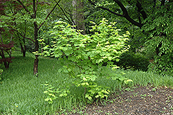 Vine Maple (Acer circinatum) at Stonegate Gardens