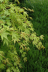 Beni Kawa Coral Bark Japanese Maple (Acer palmatum 'Beni Kawa') at Stonegate Gardens