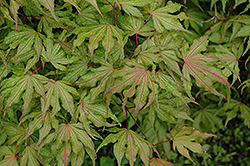 Aka Shigitatsu Sawa Japanese Maple (Acer palmatum 'Aka Shigitatsu Sawa') at Stonegate Gardens