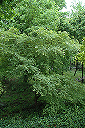 Mure Hibari Japanese Maple (Acer palmatum 'Mure Hibari') at Stonegate Gardens