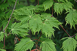 Cutleaf Fullmoon Maple (Acer japonicum 'Aconitifolium') at Stonegate Gardens