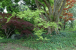 Sagara Nishiki Japanese Maple (Acer palmatum 'Sagara Nishiki') at Stonegate Gardens