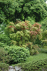 Shindeshojo Japanese Maple (Acer palmatum 'Shindeshojo') at Stonegate Gardens