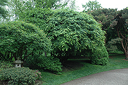 Japanese Maple (Acer palmatum) at The Mustard Seed