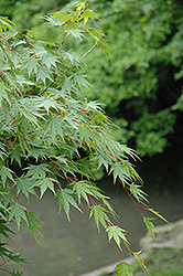Sazanami Japanese Maple (Acer palmatum 'Sazanami') at Stonegate Gardens