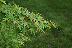 Nishiki Gawa Japanese Maple (Acer palmatum 'Nishiki Gawa') at Stonegate Gardens