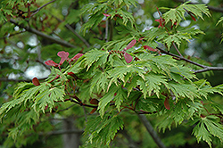 Maiku Jaku Fernleaf Full Moon Maple (Acer japonicum 'Maiku Jaku') at Stonegate Gardens