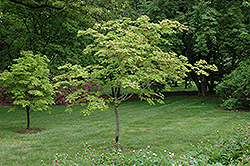 Maiku Jaku Fernleaf Full Moon Maple (Acer japonicum 'Maiku Jaku') at Stonegate Gardens