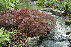 Inaba Shidare Cutleaf Japanese Maple (Acer palmatum 'Inaba Shidare') at Lakeshore Garden Centres