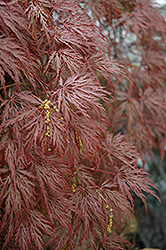 Inaba Shidare Cutleaf Japanese Maple (Acer palmatum 'Inaba Shidare') at Stonegate Gardens