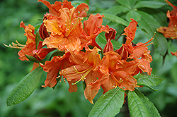 Hotspur Red Azalea (Rhododendron 'Hotspur Red') at Stonegate Gardens