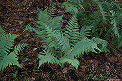 Dixie Wood Fern (Dryopteris x australis) at Stonegate Gardens