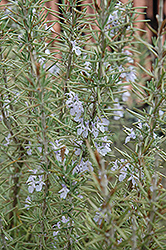 Arp Rosemary (Rosmarinus officinalis 'Arp') at Stonegate Gardens