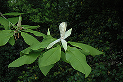 Japanese Whitebark Magnolia (Magnolia obovata) at Stonegate Gardens