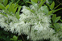 White Fringetree (Chionanthus virginicus) at The Mustard Seed