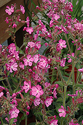 Rolly's Favorite Campion (Silene 'Rolly's Favorite') at A Very Successful Garden Center