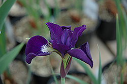 Victorian Secret Siberian Iris (Iris sibirica 'Victorian Secret') at Stonegate Gardens