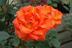 Gingersnap Rose (Rosa 'Gingersnap') at Stonegate Gardens