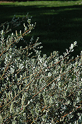 Creeping Willow (Salix repens 'var. argentea') at Stonegate Gardens
