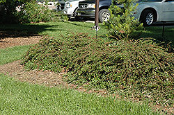 Rockspray Cotoneaster (Cotoneaster horizontalis 'var. perpusillus') at Stonegate Gardens