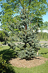 Short-Needled Japanese Blue Pine (Pinus parviflora 'Glauca Brevifolia') at A Very Successful Garden Center