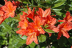 Red Brazil Rhododendron (Rhododendron 'Red Brazil') at Stonegate Gardens