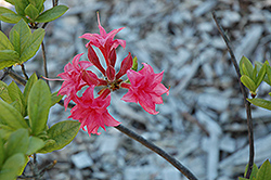Homebush Azalea (Rhododendron 'Homebush') at Stonegate Gardens