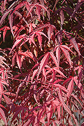 Willow Leaf Japanese Maple (Acer palmatum 'Willow Leaf') at Lakeshore Garden Centres