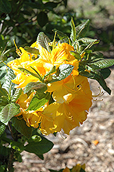 Ilam Melford Lemon Azalea (Rhododendron 'Ilam Melford Lemon') at Stonegate Gardens