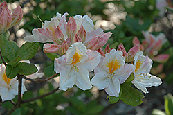 Fawley Azalea (Rhododendron 'Fawley') at Stonegate Gardens