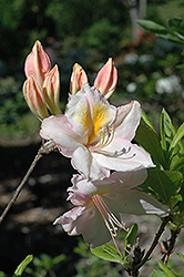 Knap Hill White Azalea (Rhododendron 'Knap Hill White') at Stonegate Gardens