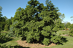 Borealis Magnolia (Magnolia kobus var. borealis) at Stonegate Gardens